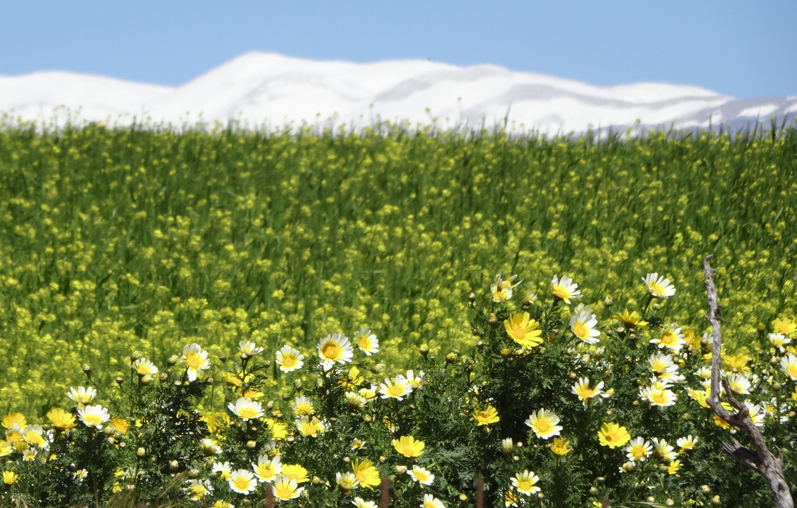 Kreta - Vorsaison 2020 - Landhausbesitzer auf Zeit 4C5B5EBE-AC25-474A-BF79-A06174687B45_1_201_a