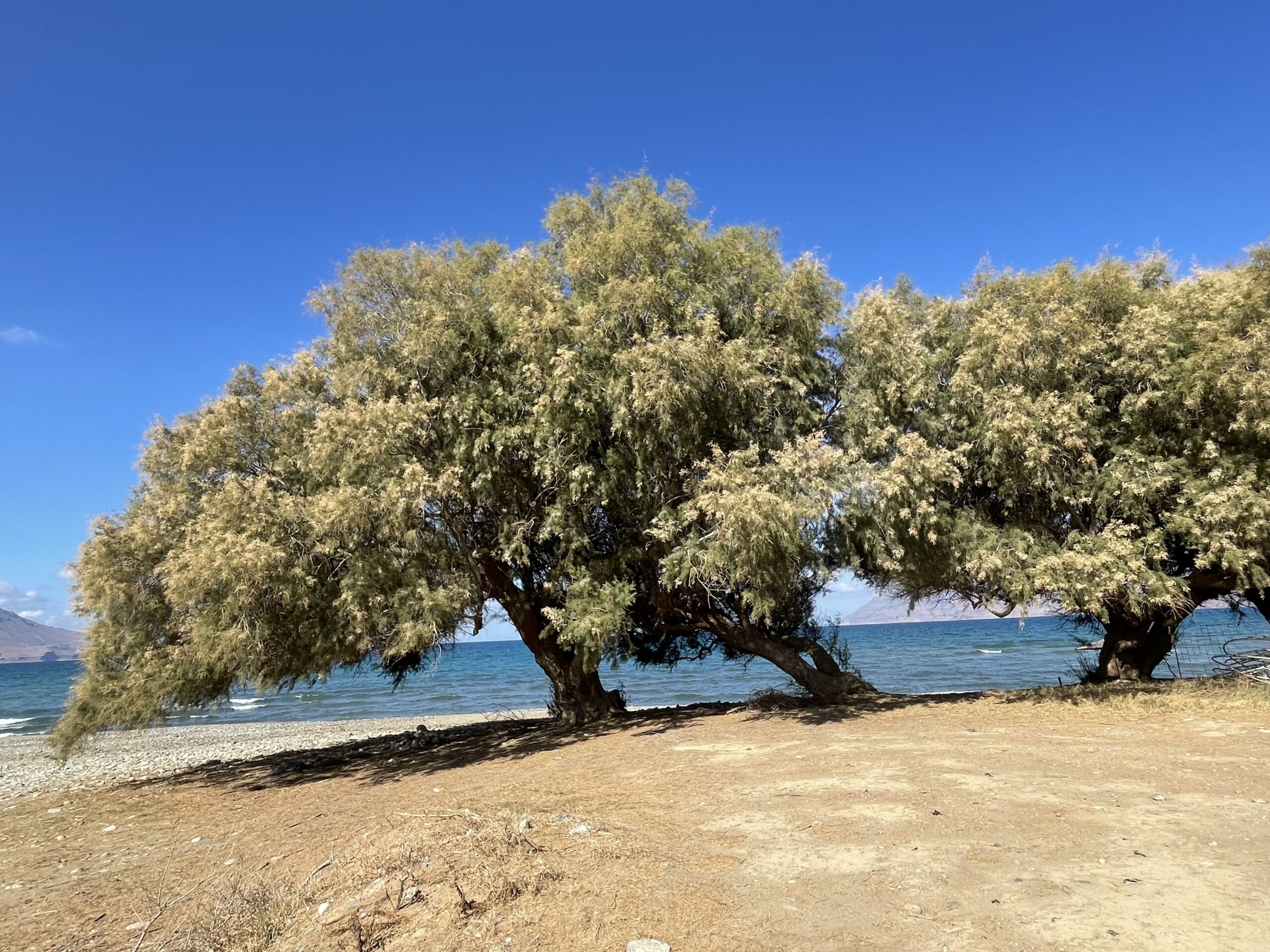 Kreta Urlaub Frühbucher