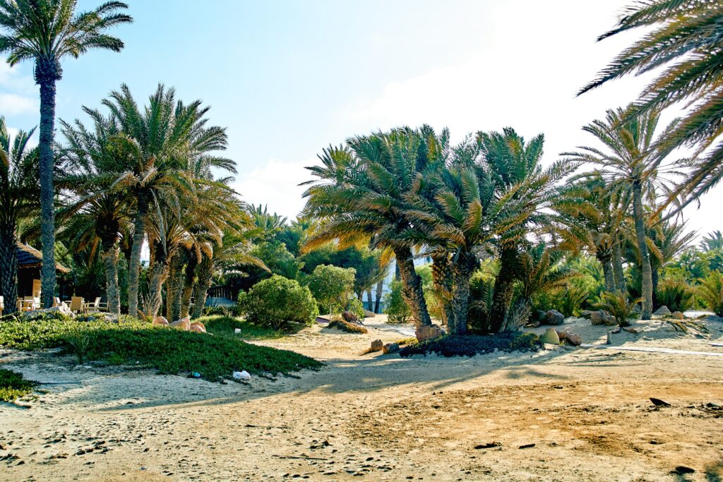 Vai Kreta Palmenstrand