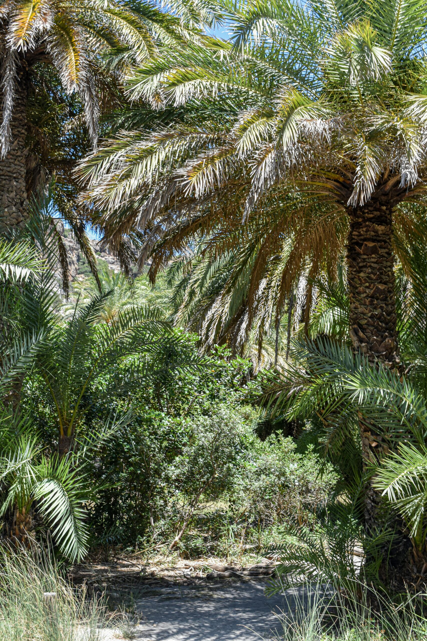 Palmenstrand Vai auf Kreta